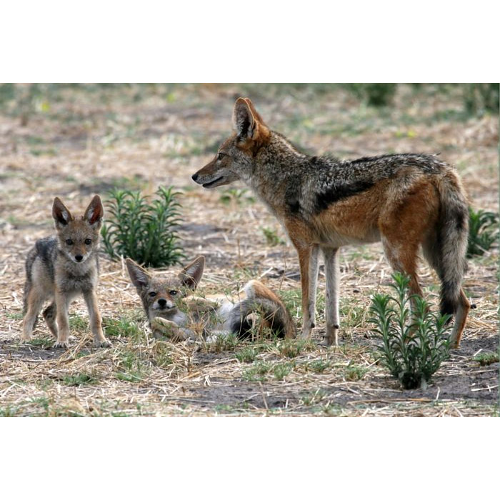 Canis adustus Фото №8