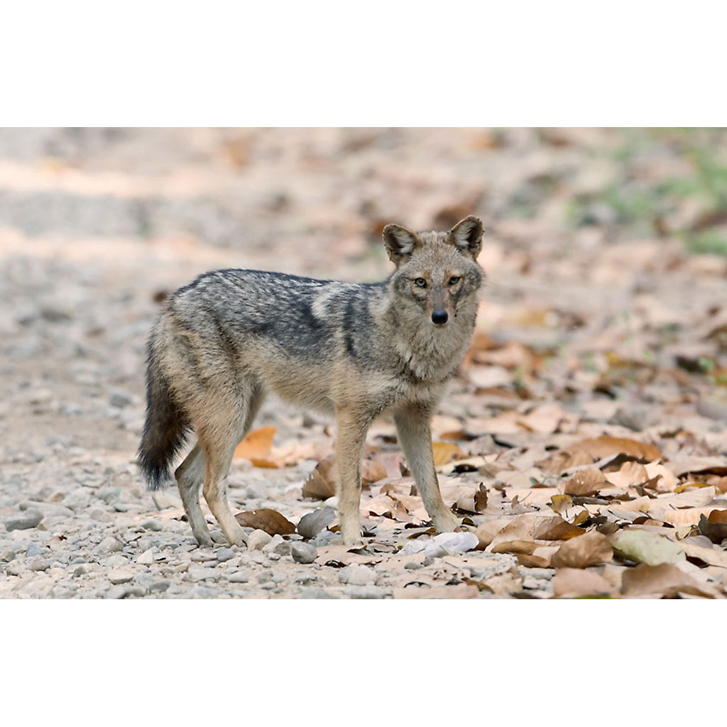 Canis aureus Фото №2