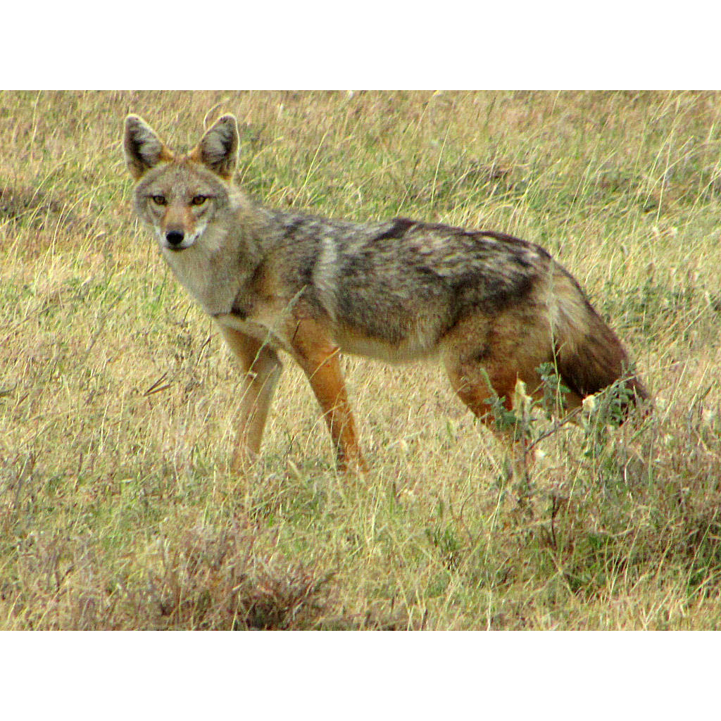 Canis aureus Фото №3