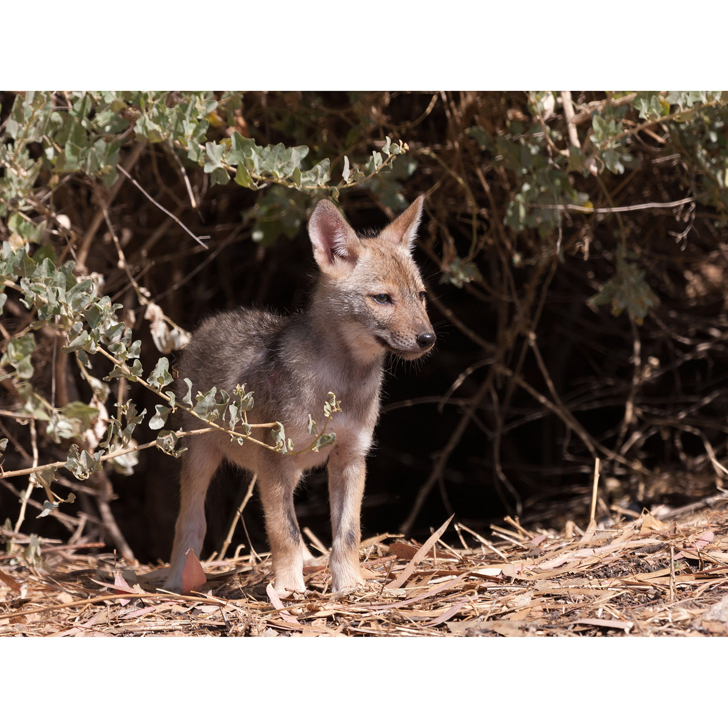 Canis aureus Фото №9
