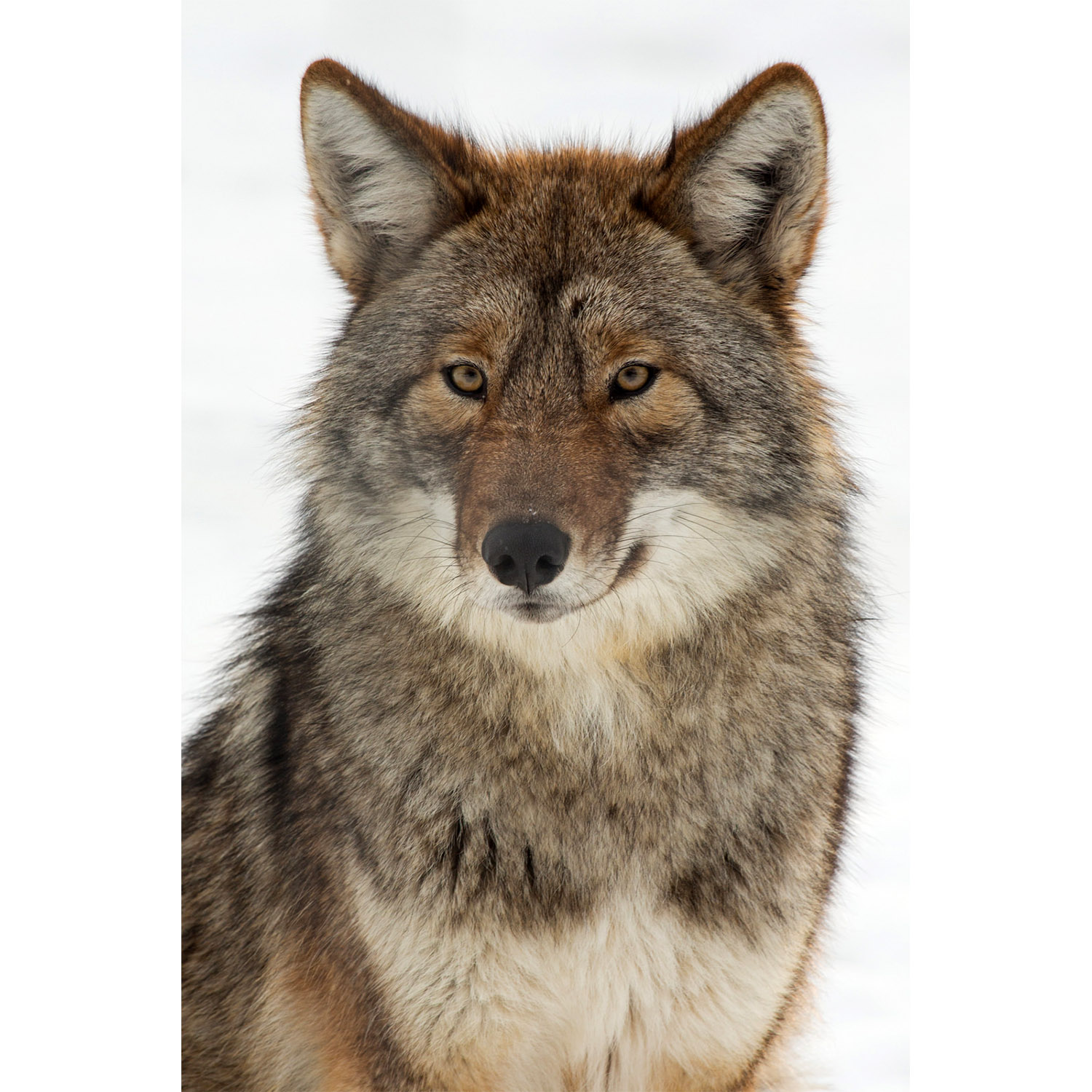 Canis latrans Фото №10
