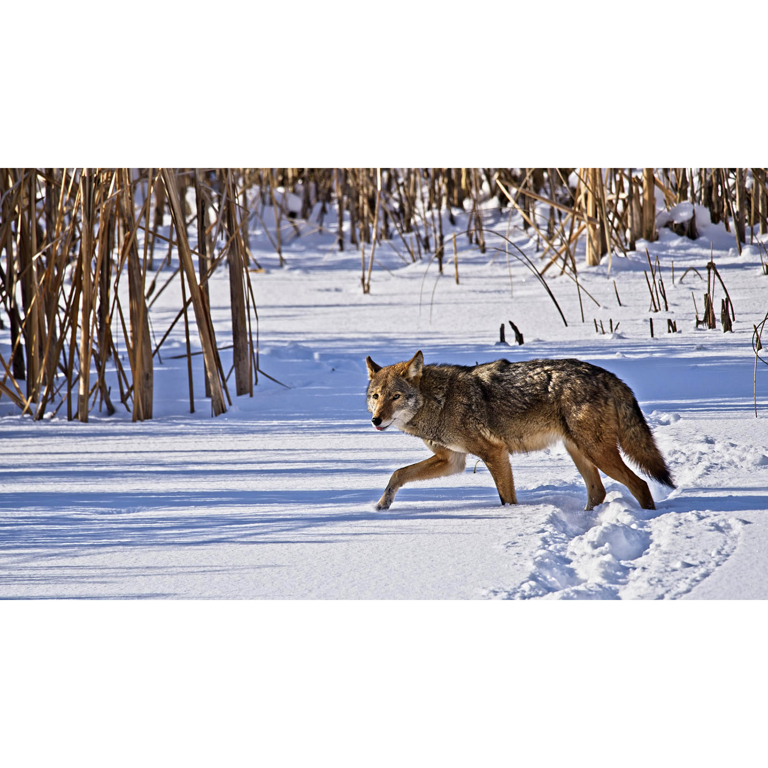 Canis latrans Фото №2