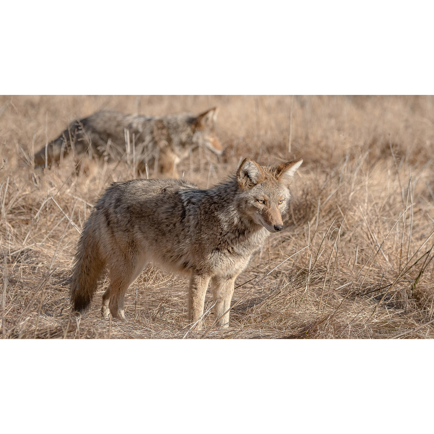 Canis latrans Фото №3