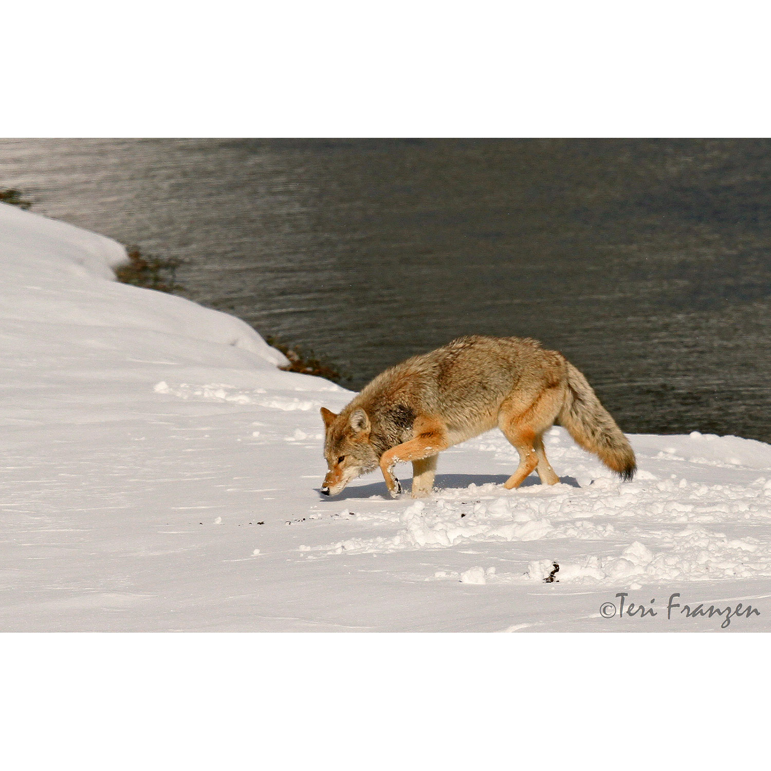 Canis latrans Фото №4