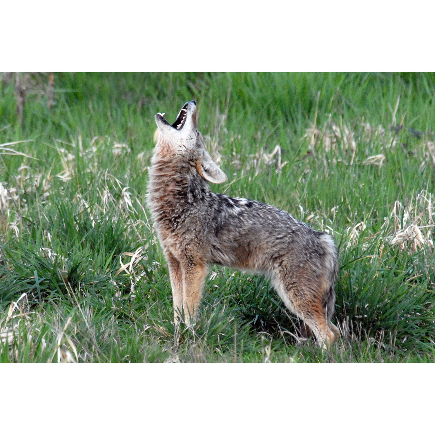 Canis latrans Фото №5
