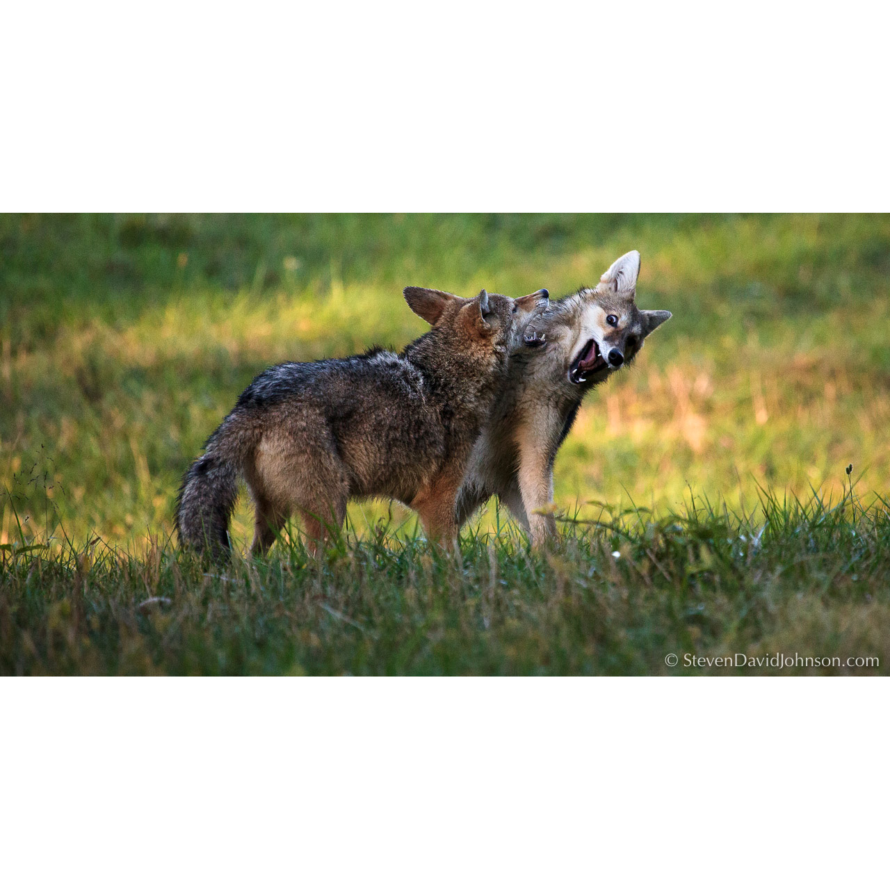 Canis latrans Фото №6