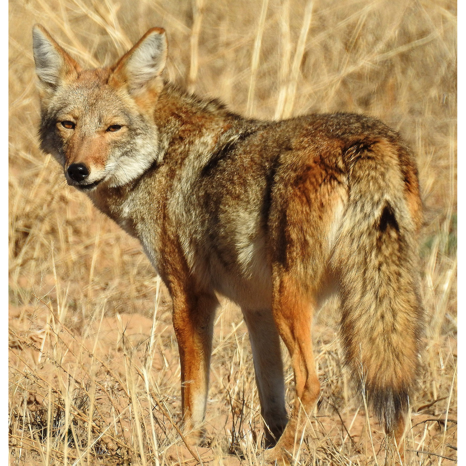 Canis latrans Фото №7