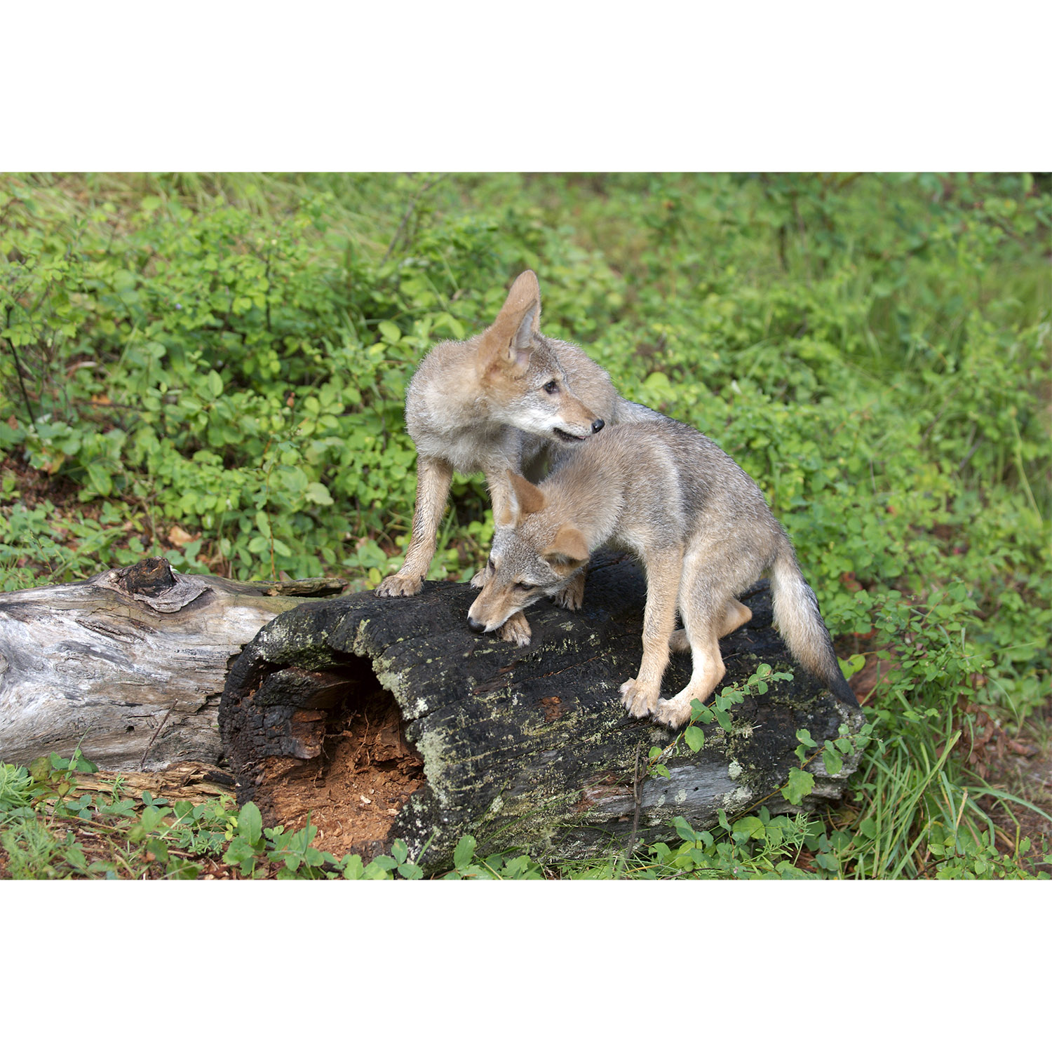Canis latrans Фото №8