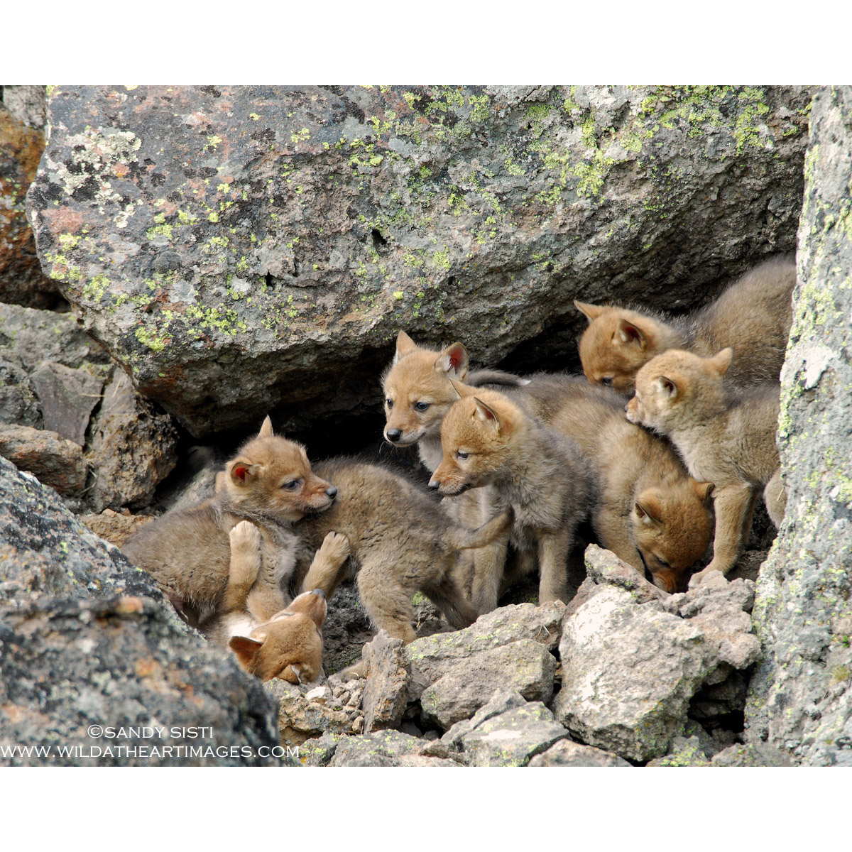 Canis latrans Фото №9