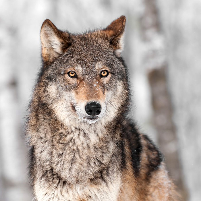Canis lupus Фото №10