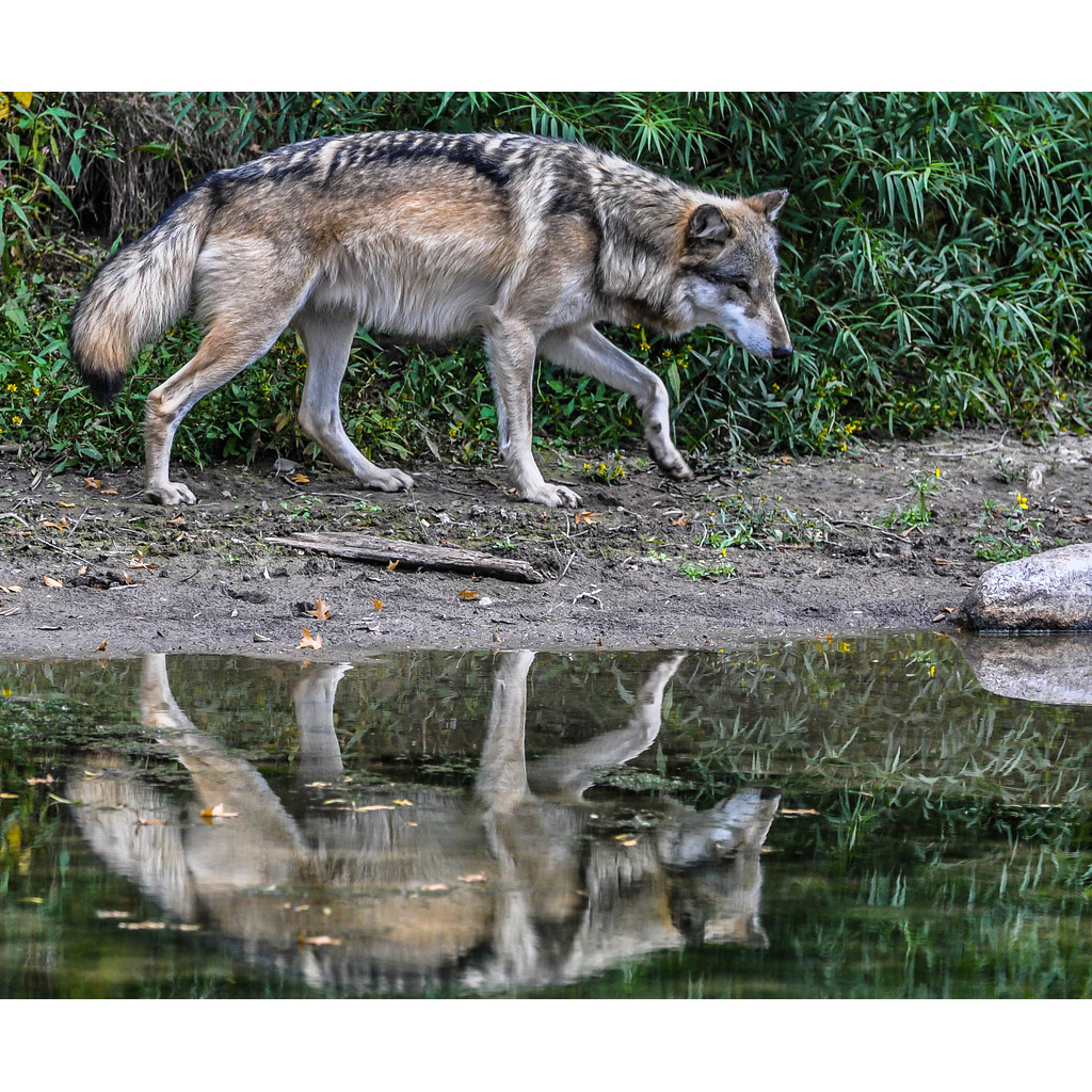 Canis lupus Фото №2