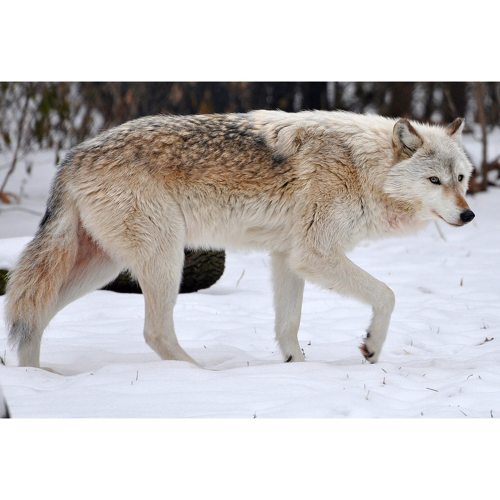 Canis lupus Фото №3