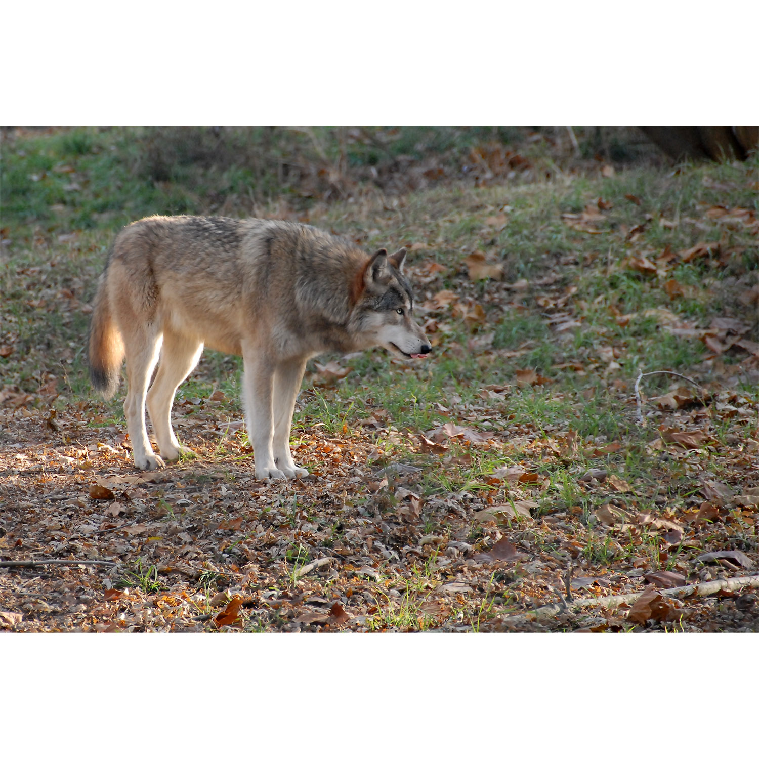 Canis lupus Фото №4