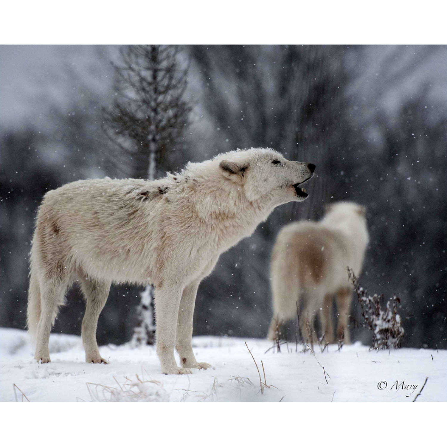 Canis lupus Фото №5