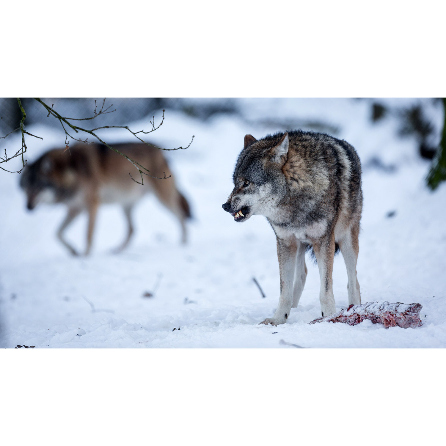 Canis lupus Фото №6