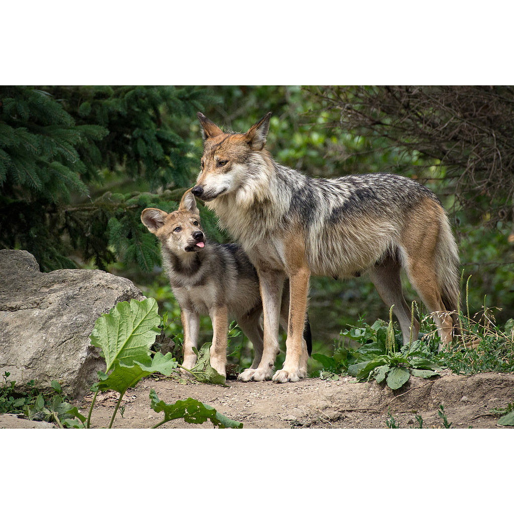 Canis lupus Фото №8