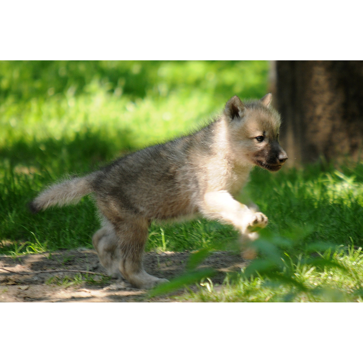 Canis lupus Фото №9