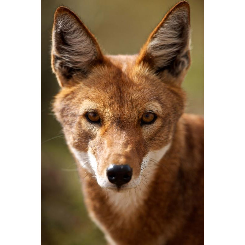 Canis simensis Фото №10
