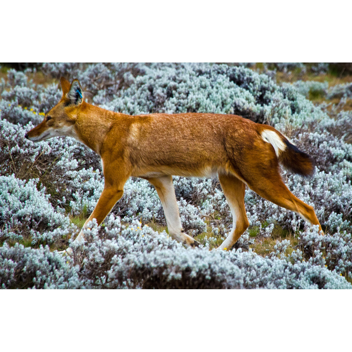 Canis simensis Фото №2