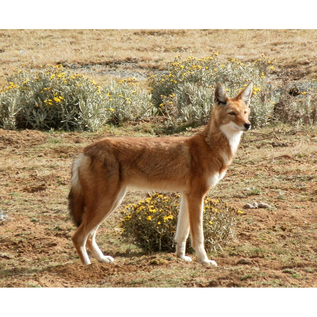 Canis simensis Фото №3
