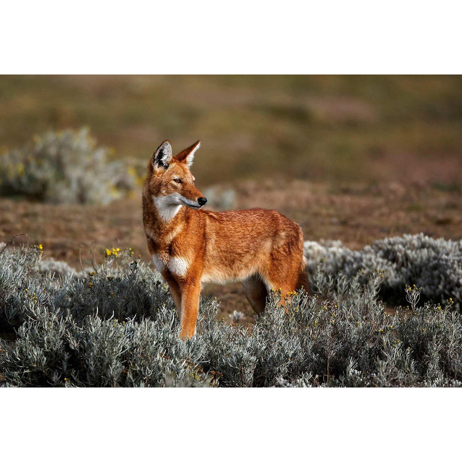 Canis simensis Фото №5