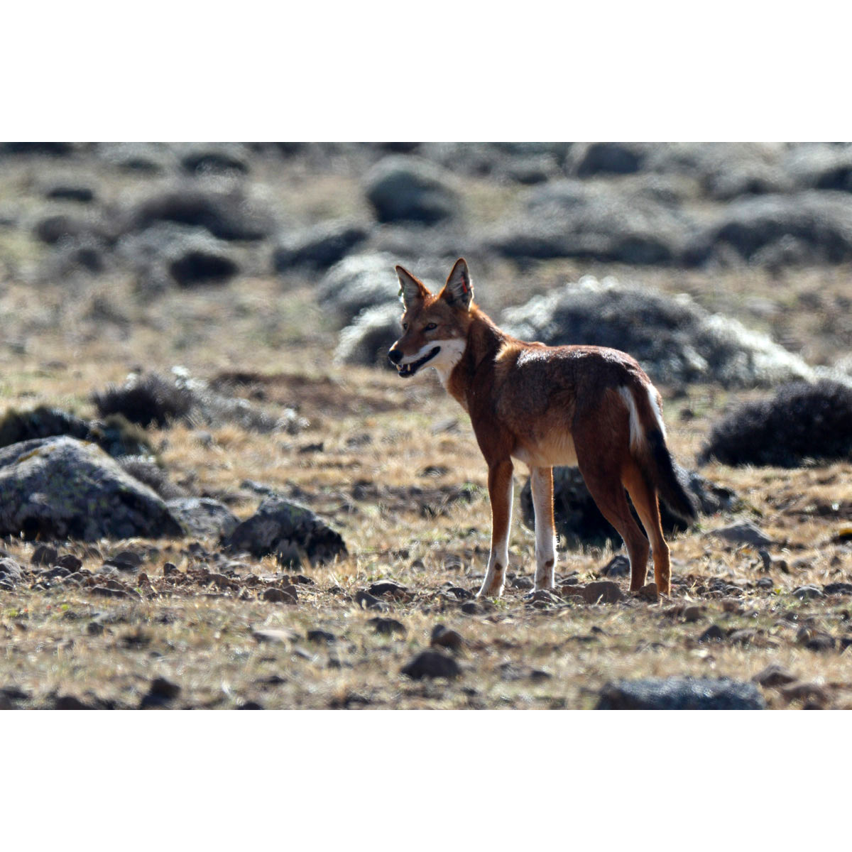 Canis simensis Фото №7