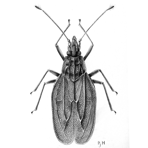 Семейство Cantacaderidae фото