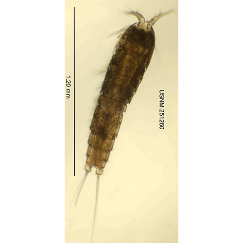 Семейство Canthocamptidae фото