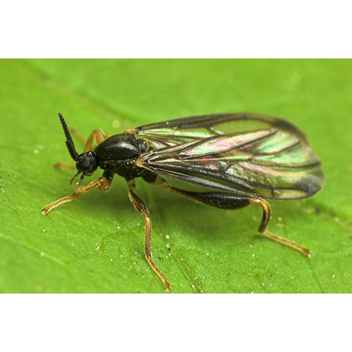 Семейство Canthyloscelidae фото