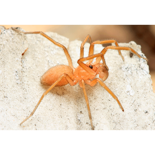 Семейство Caponiidae фото
