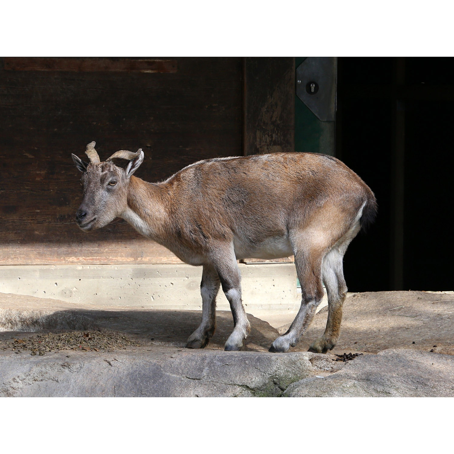 Capra falconeri Фото №10