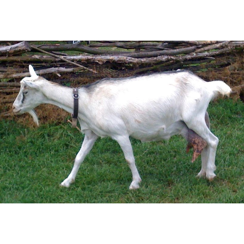 Capra hircus Фото №3