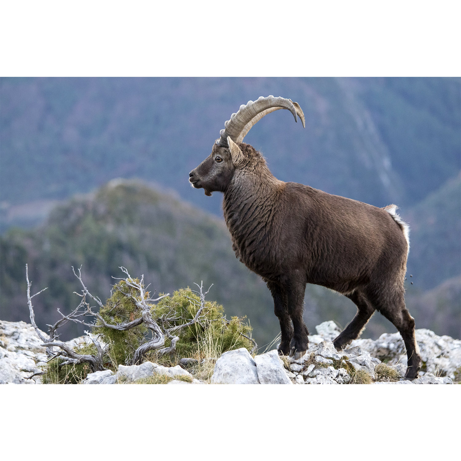 Capra ibex Фото №3