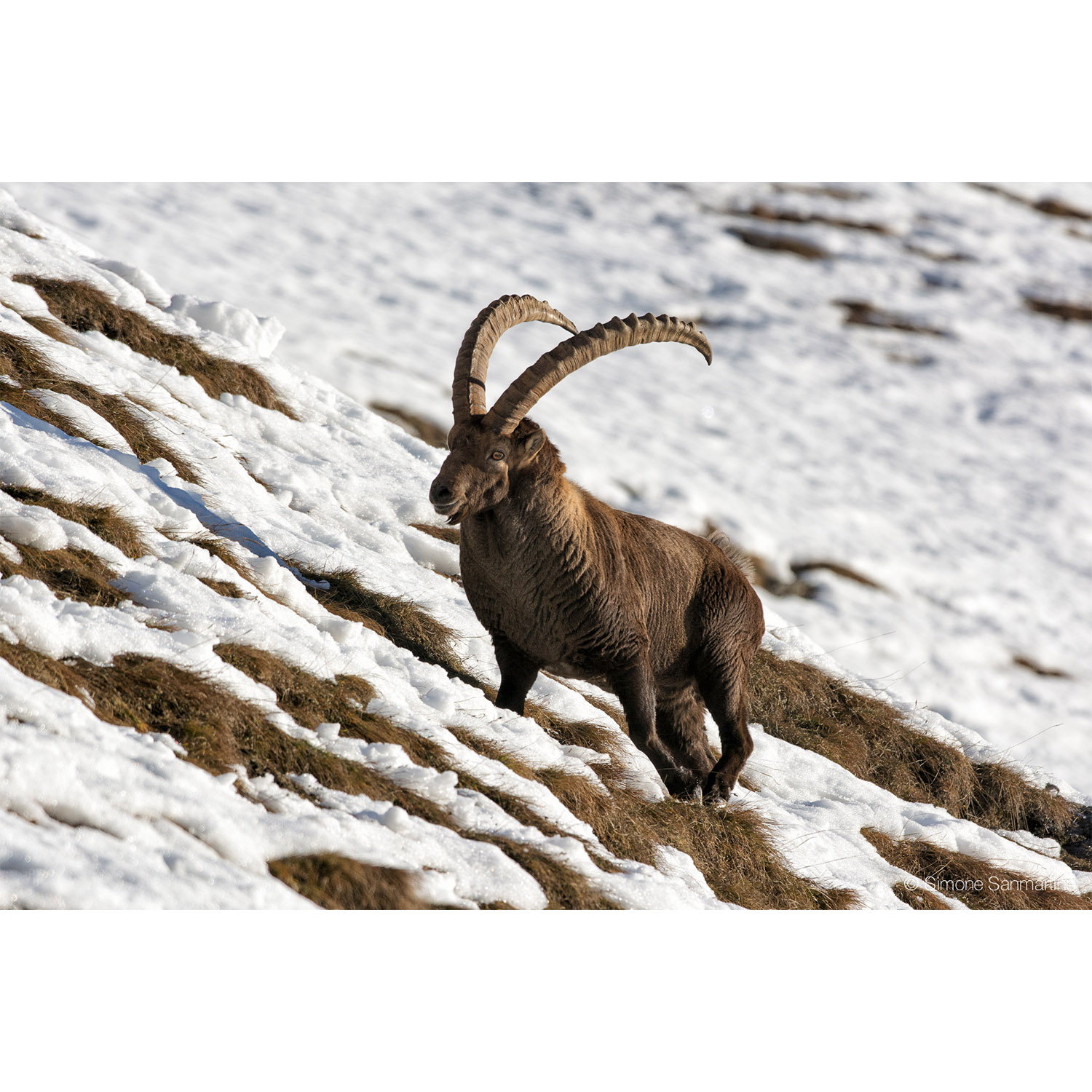 Capra ibex Фото №5