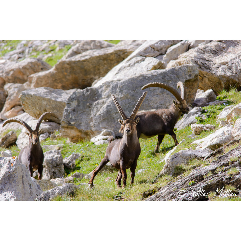 Capra ibex Фото №7