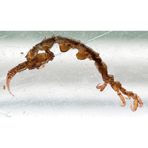 Семейство Caprelloidea фото