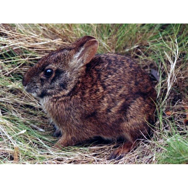 Щетинистый заяц (Caprolagus hispidus) Фото №2