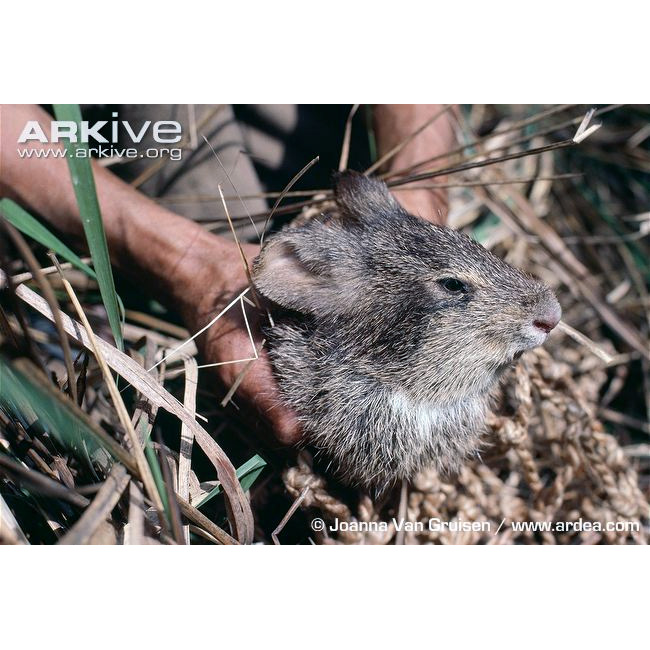 Щетинистый заяц (Caprolagus hispidus) Фото №3