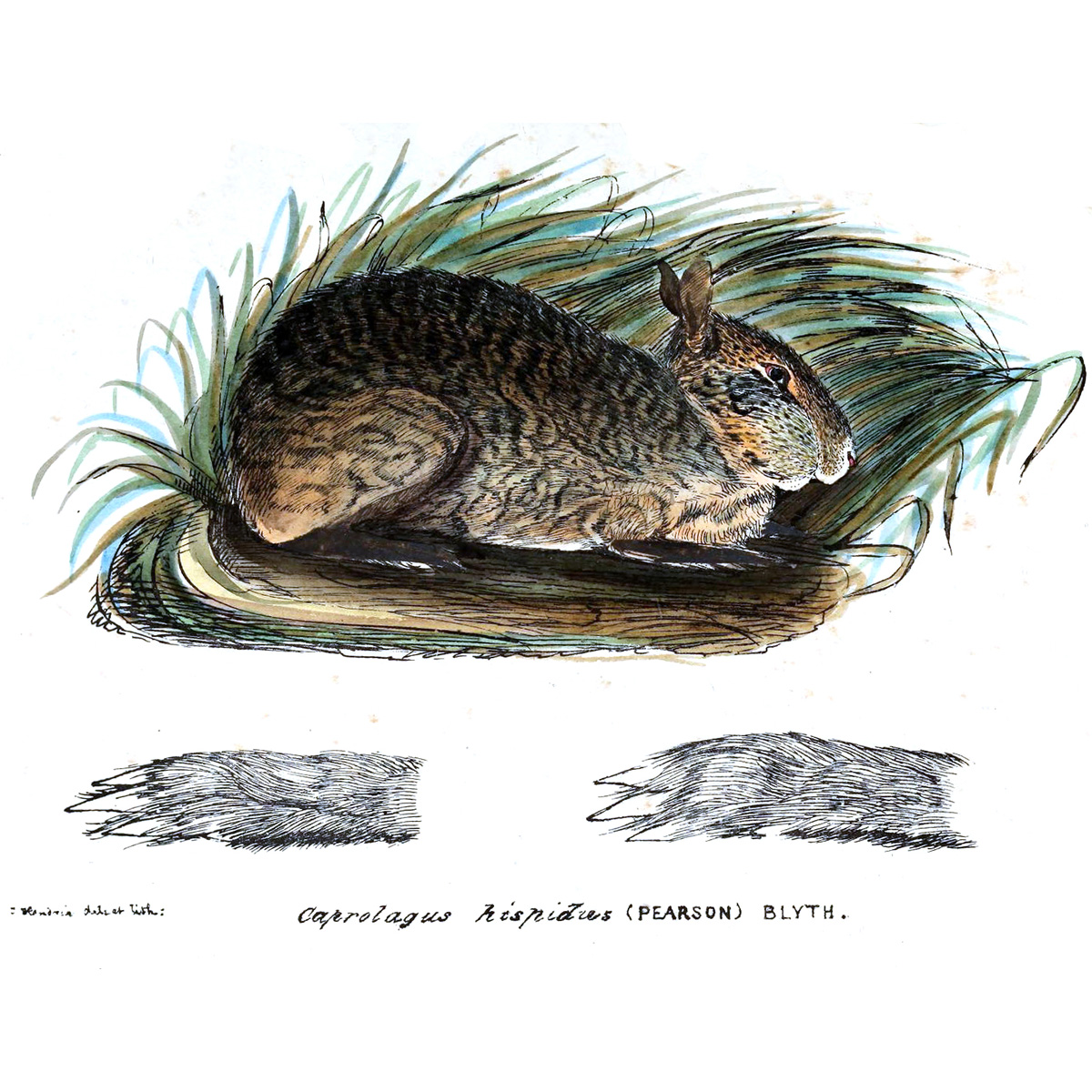 Щетинистый заяц (Caprolagus hispidus) Фото №4