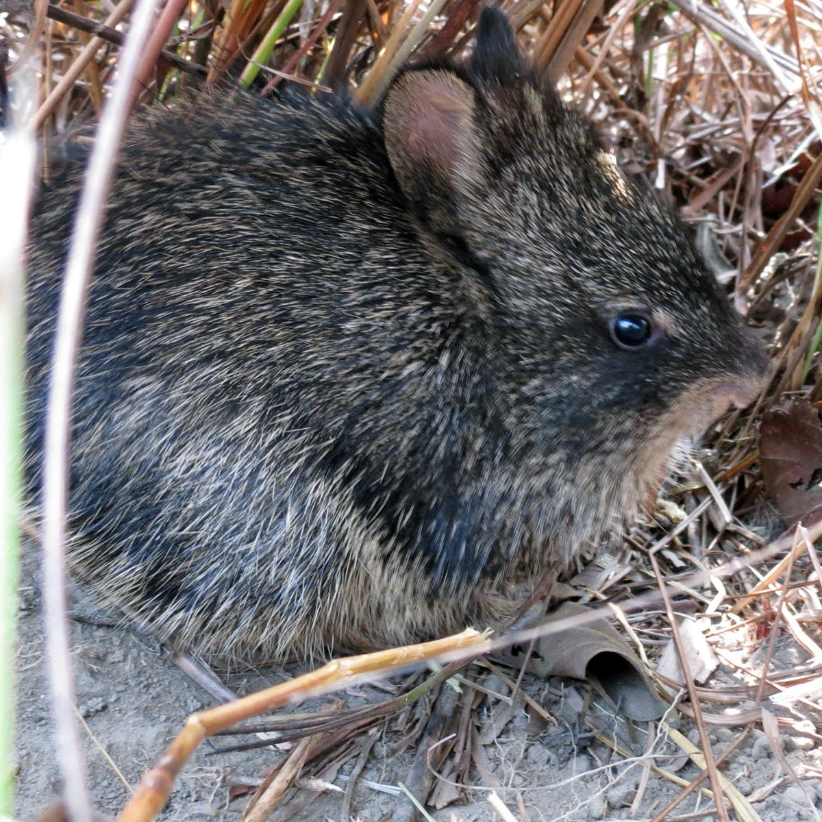 Щетинистый заяц (Caprolagus hispidus) Фото №1