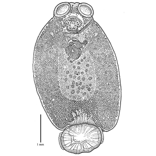Семейство Capsalidae  фото