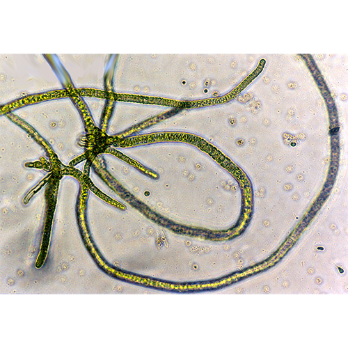 Семейство Capsosiphonaceae фото