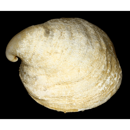 Семейство Capuloidea  фото