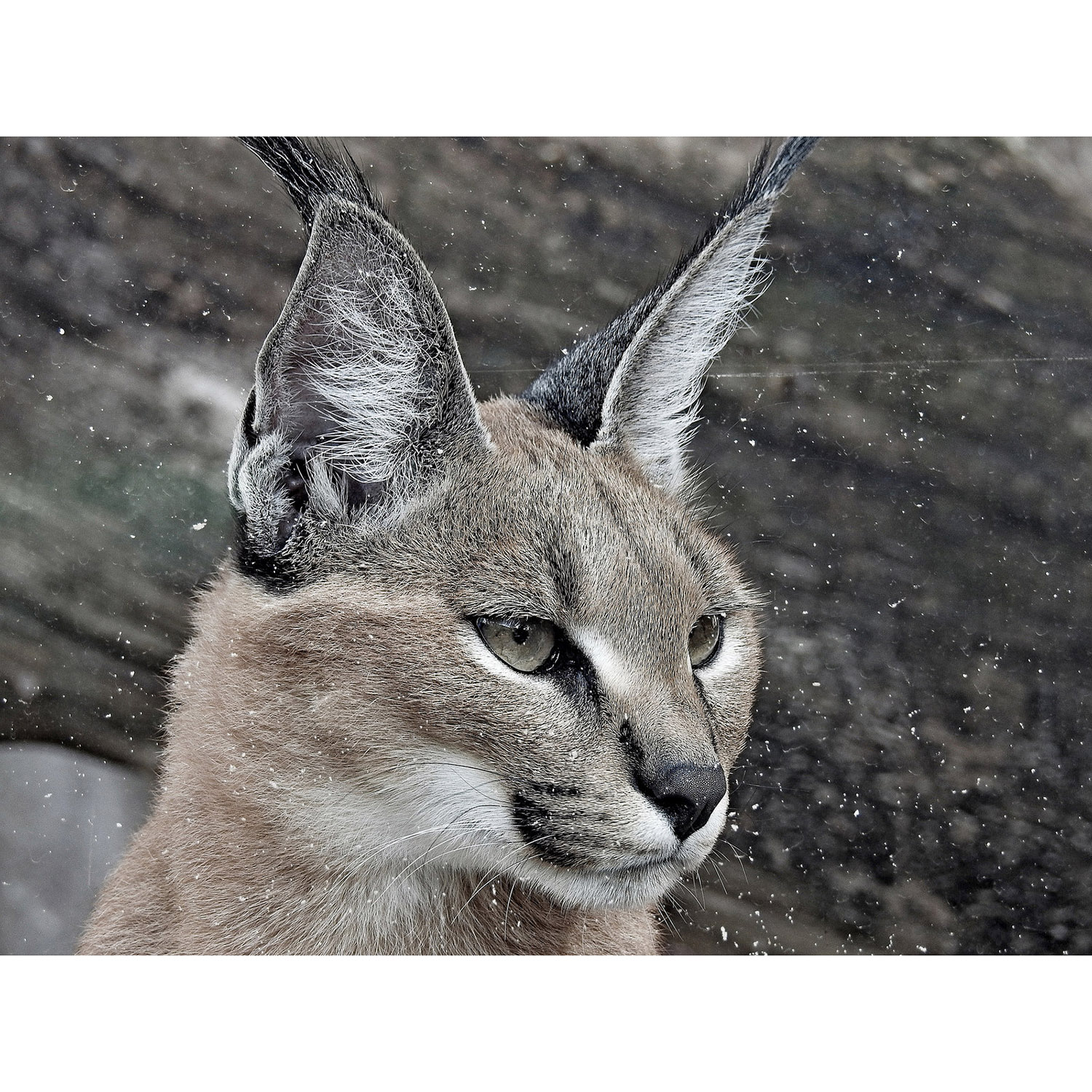 Caracal caracal Фото №10