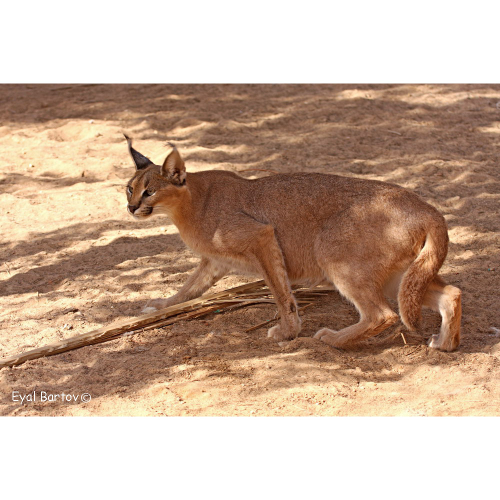 Caracal caracal Фото №2