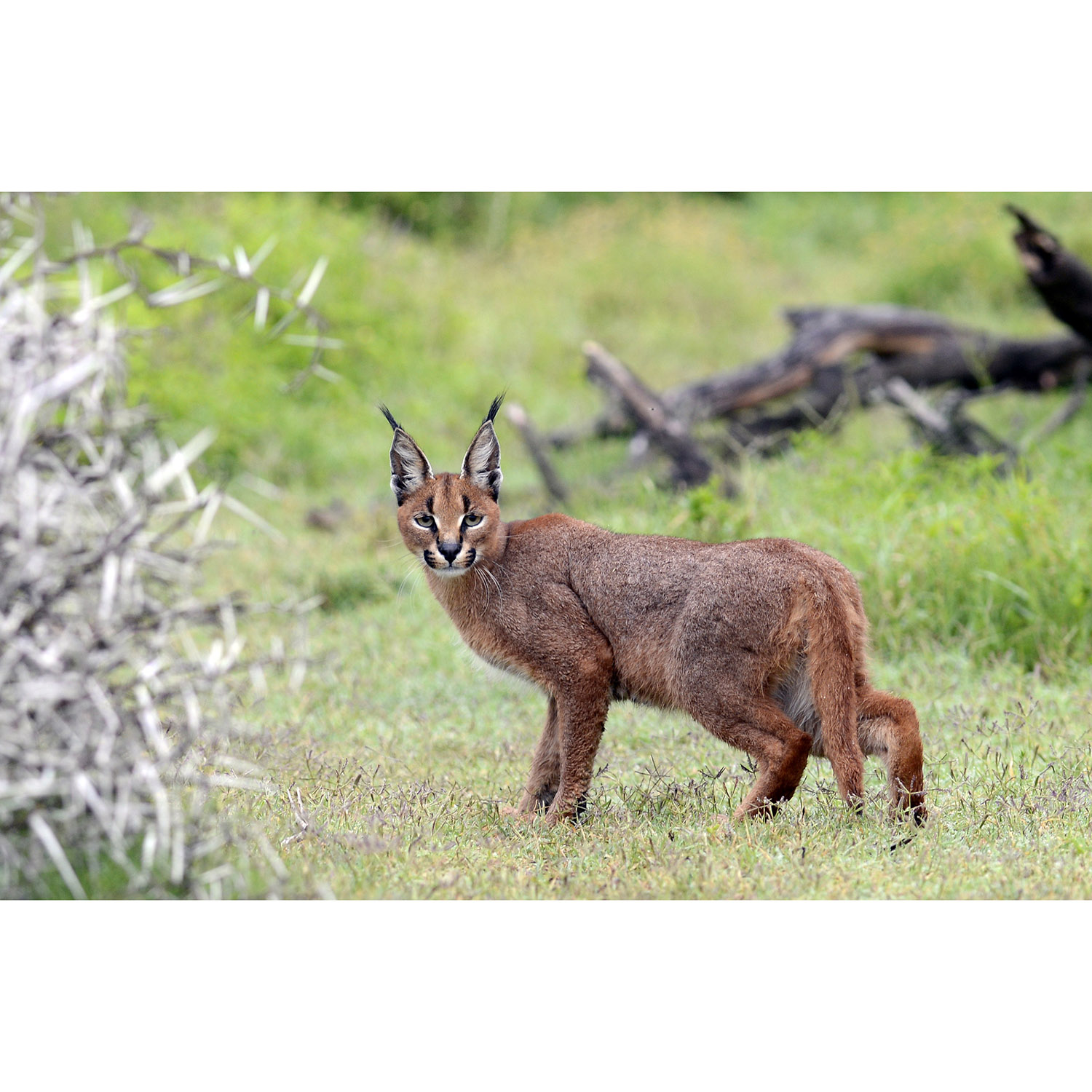 Caracal caracal Фото №3