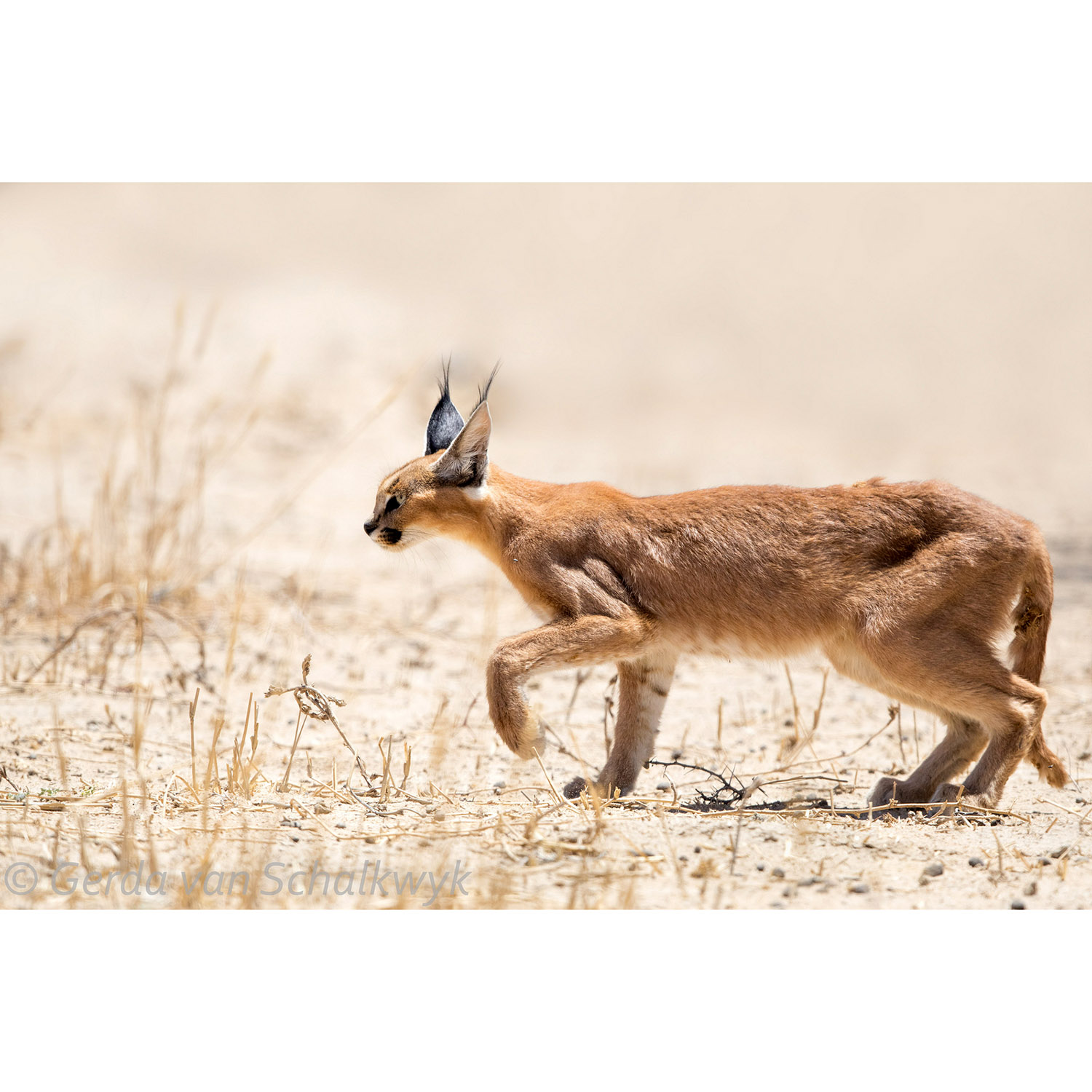 Caracal caracal Фото №4