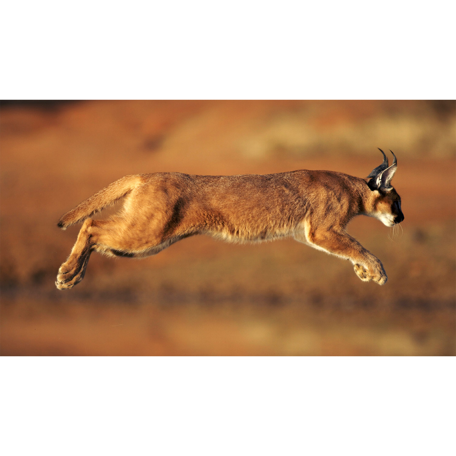 Caracal caracal Фото №5