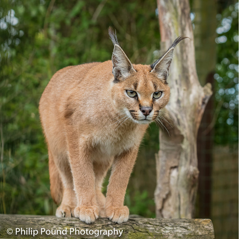 Caracal caracal Фото №6