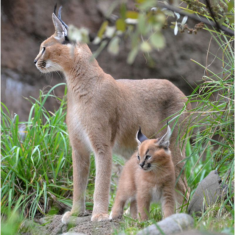 Caracal caracal Фото №8